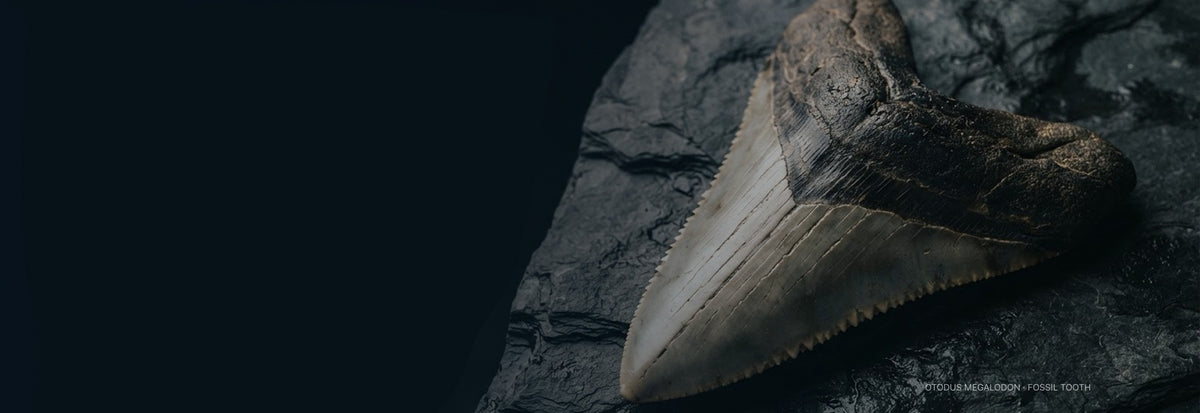 Millions of years. One remarkable tooth.